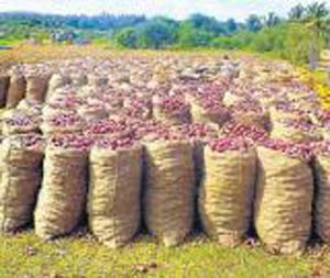 onion 25 aug 16